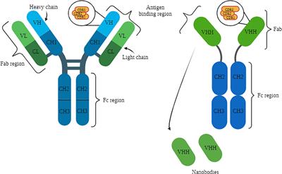 Nanobodies: a promising approach to treatment of viral diseases